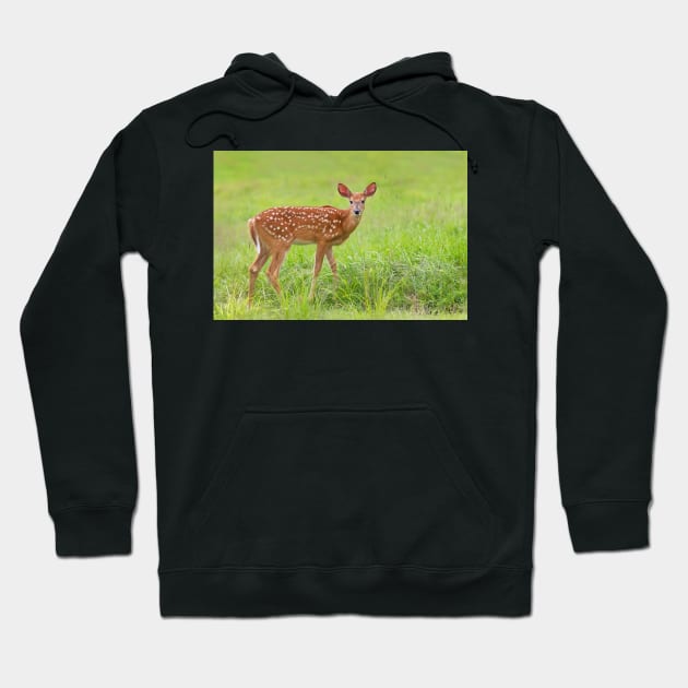 Fawn - White-tailed deer Hoodie by Jim Cumming